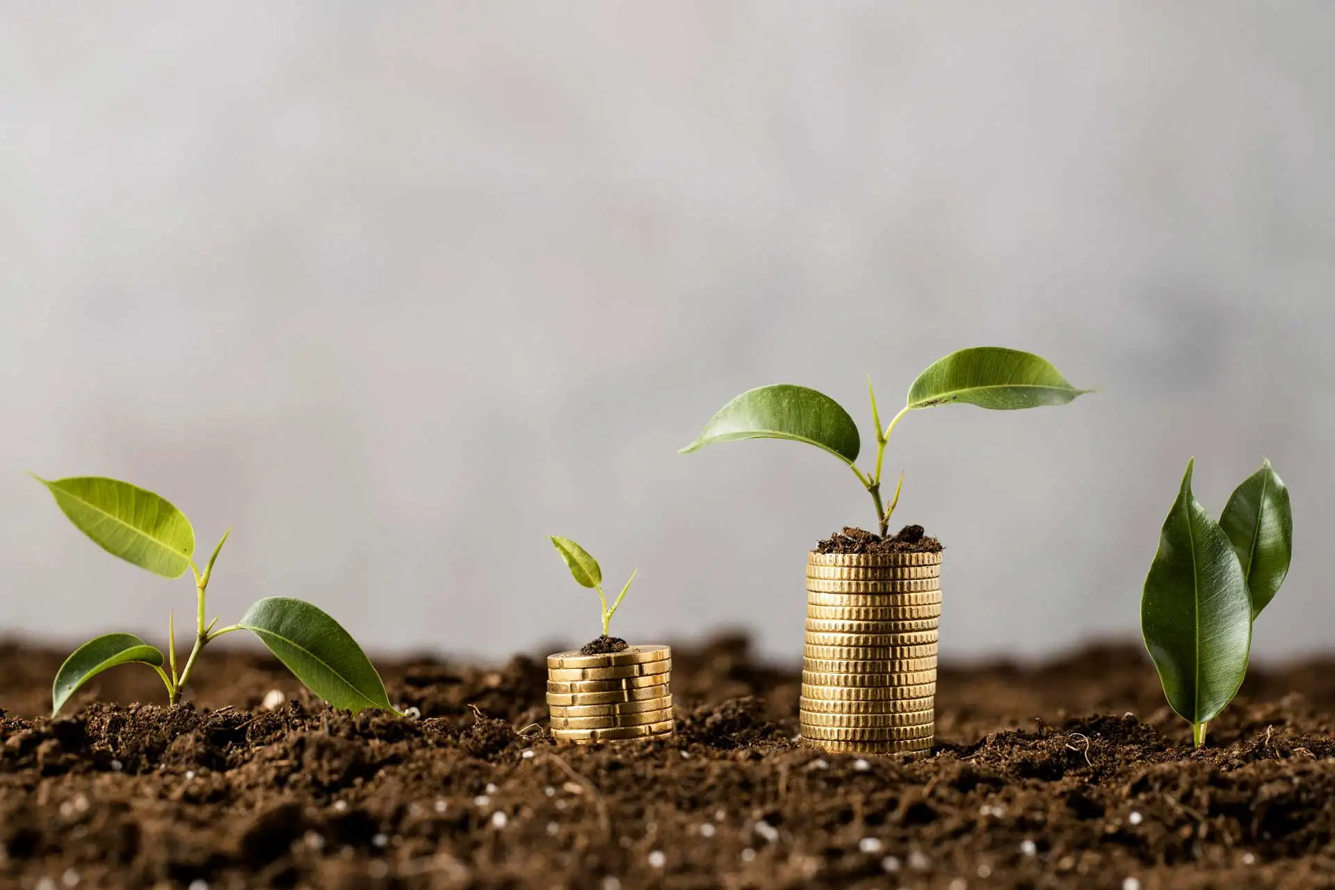 Evolving with the Market: Financial Agility for Sustainable Business Success
